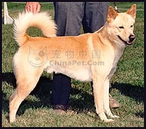 卡南犬(一种牧羊犬和羊群护卫犬)