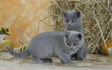 英国短毛猫(猫的品种)