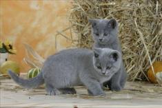 英国短毛猫(猫的品种)