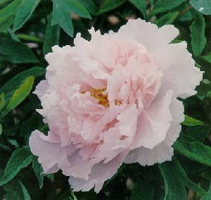 牡丹花(毛莨科芍药属落叶小灌木)