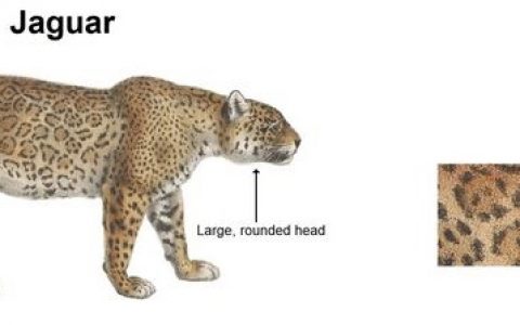 花豹(猫科豹亚属下的一种动物)