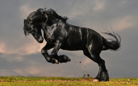 乌骓(《西汉演义》中项羽的座驾)