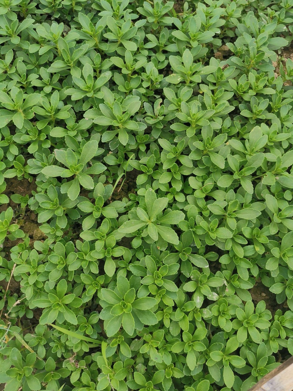 高钙菜(生草本植物)