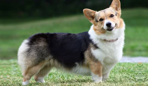 威尔士柯基(犬科犬种动物)