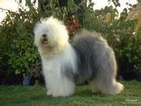 伴侣犬(宠物)