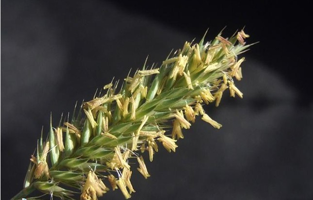 冰草(禾本科冰草属类植物)