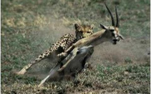 弱肉强食(汉语成语)