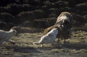 狼(犬科犬属下的一种动物)
