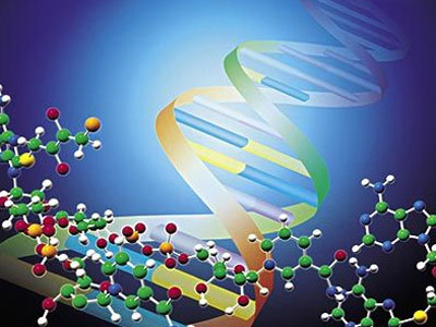 标记基因(能够起着特异性标记的作用的基因序列)