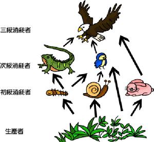 食物链(生物学概念)