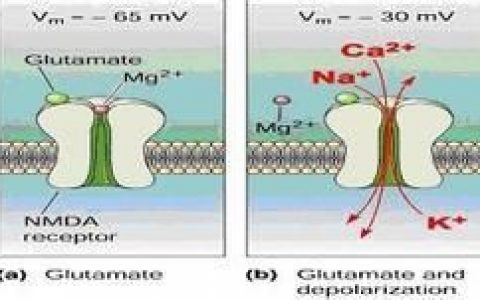 肾上腺素能受体(医学专业术语)
