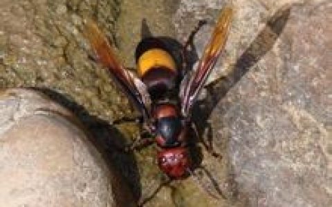 僵尸毛虫(被寄生的昆虫)