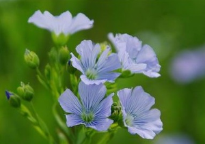 亚麻(亚麻科亚麻属草本植物)