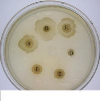 蛆虫疗法(自然生物疗法)