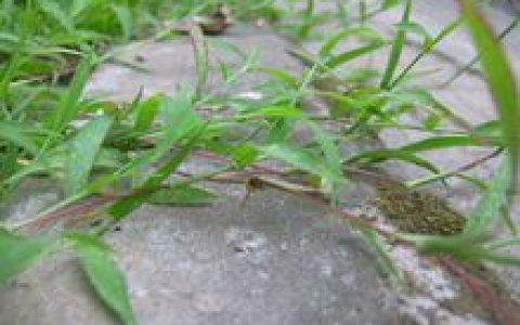 马唐(禾本科马唐属植物)