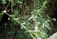 白花蛇舌草(茜草科耳草属植物)