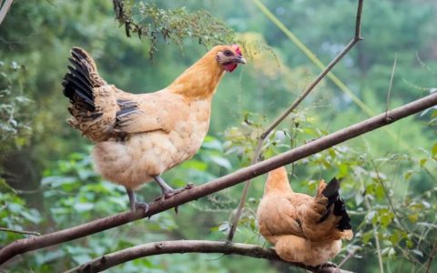 土鸡(雉科原鸡属动物)
