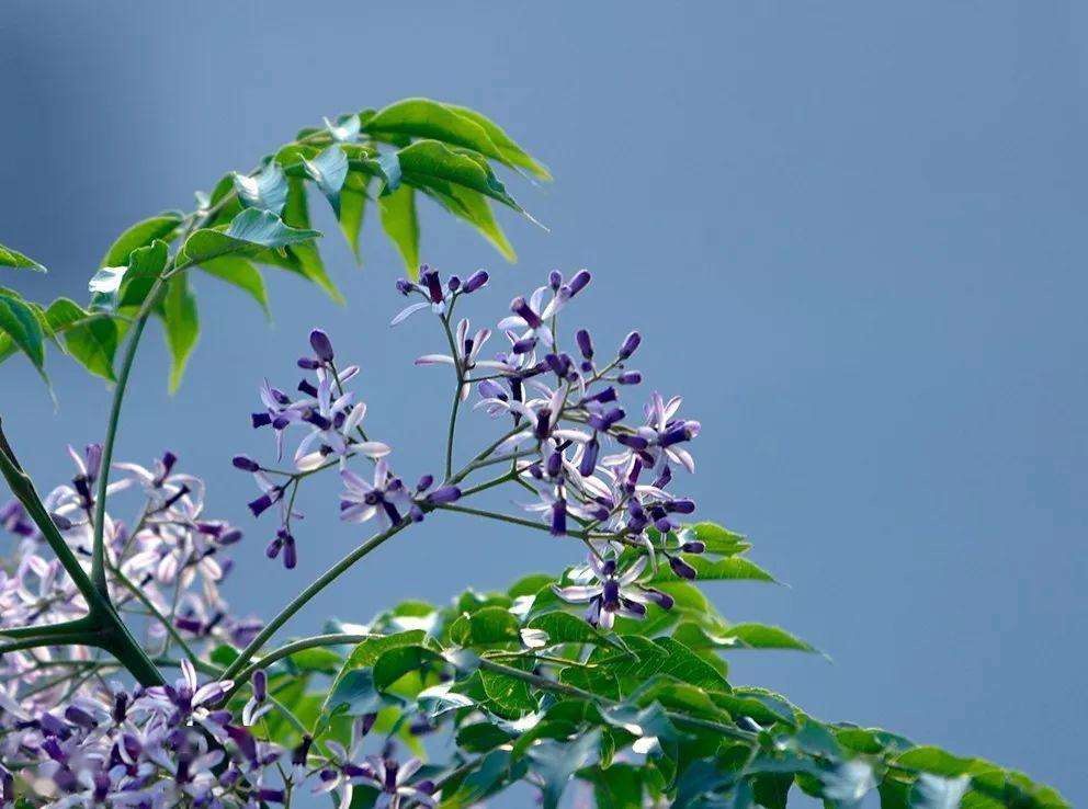 楝(楝科楝属植物)