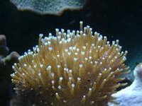 珊瑚虫(腔肠动物门珊瑚虫纲动物)