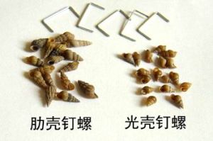 钉螺(觿螺科钉螺属动物)