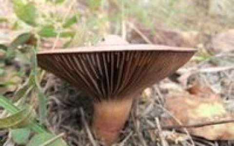 红蘑(血红铆钉菇)