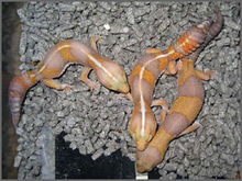肥尾守宫(拟蜥蜴亚科)