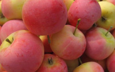 花红(蔷薇科苹果属植物)