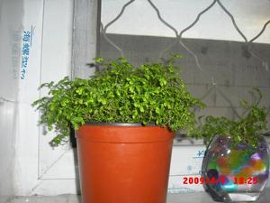 幸福草(生草本植物)
