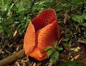 阿诺尔特大花(大花草科大王花属植物)