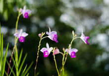 竹叶兰(草本植物)