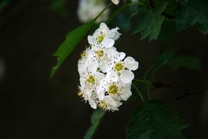 山楂花(蔷薇科植物山楂的花)