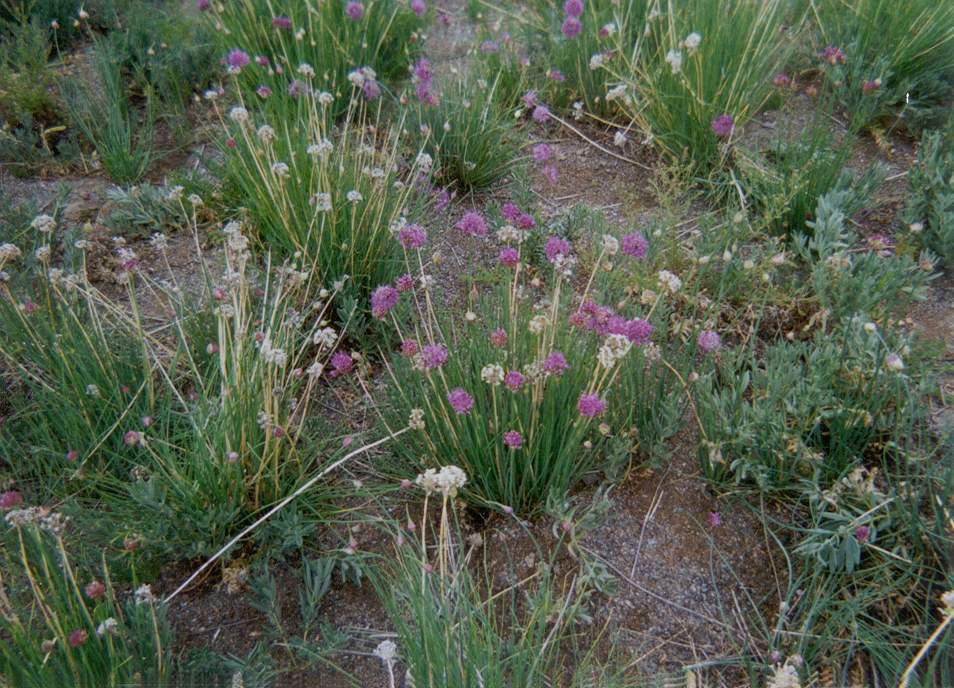 沙葱(百合科多年生草本植物)