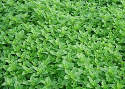 披萨草(唇形花科牛至属植物)