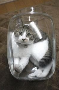 盆景猫(非正常的宠物养殖技术)