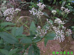 地笋(唇形科地笋属植物)