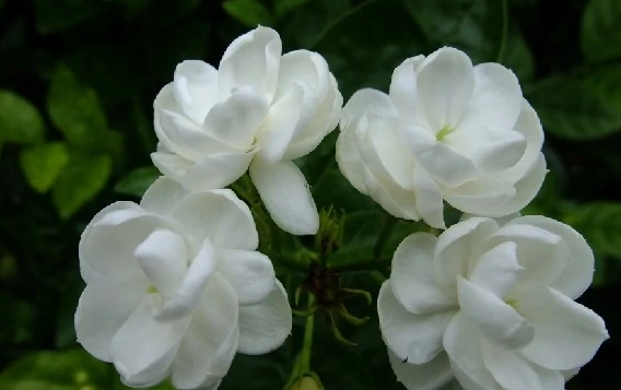 茉莉精油(以茉莉植物提取物制作的精油)