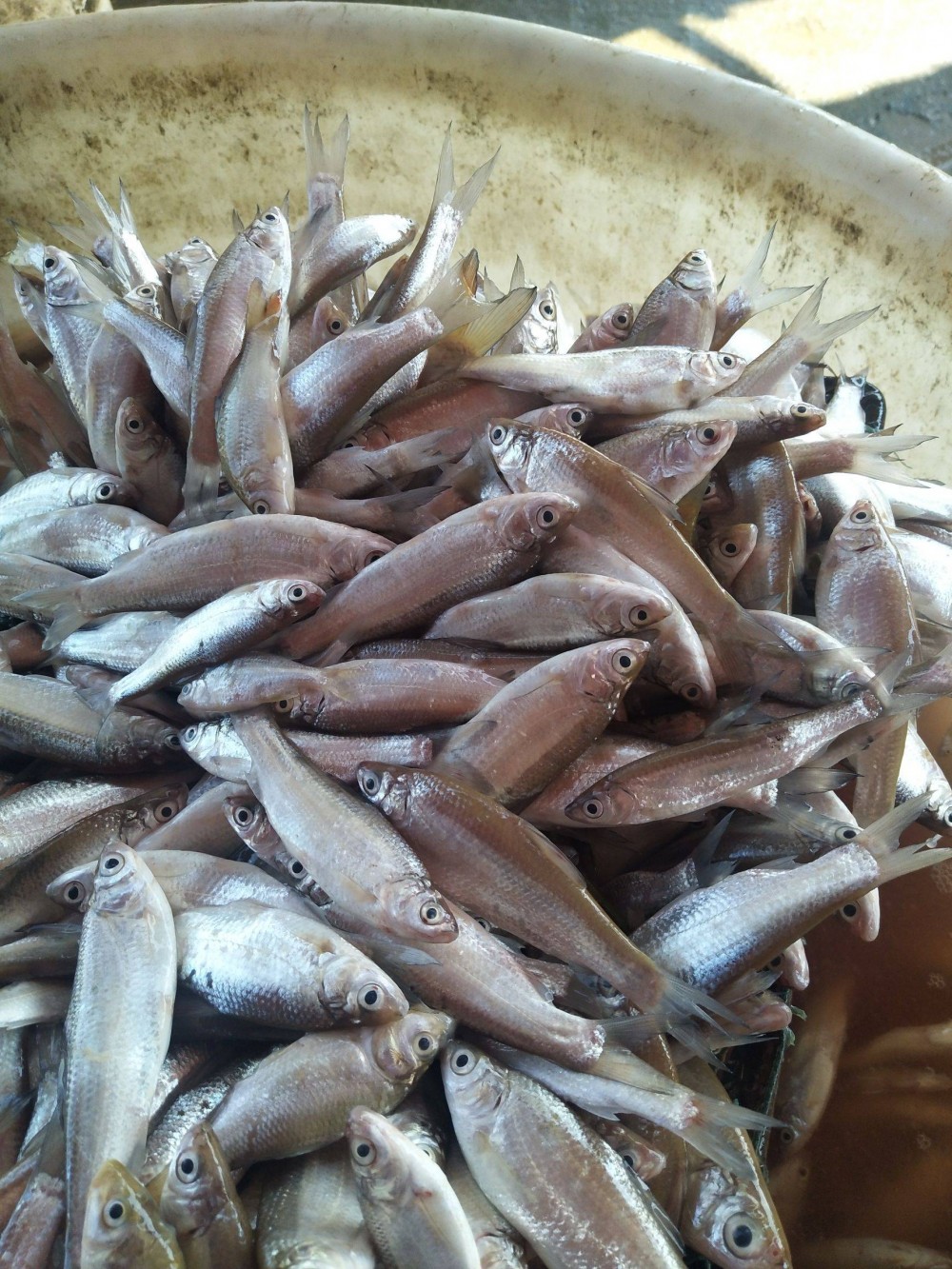 鲦鱼(鲤形目鱼类)