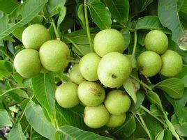 核桃树(胡桃科植物)