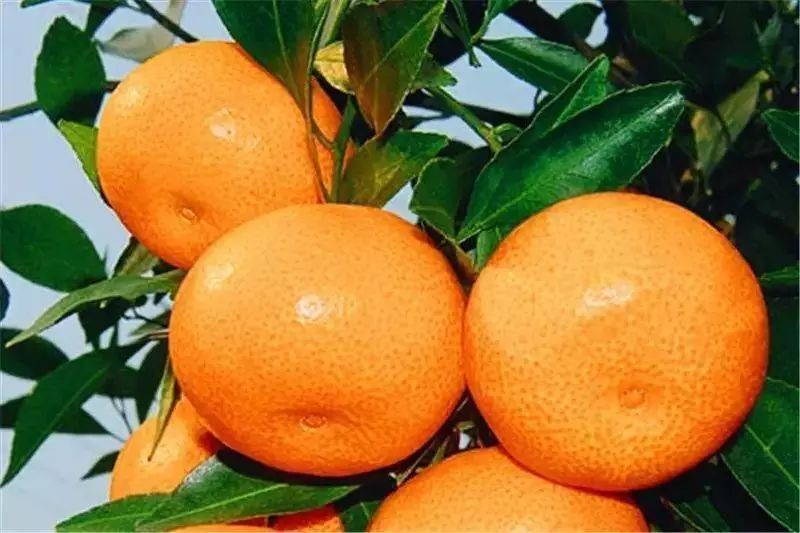 橘子(芸香科柑桔属植物)