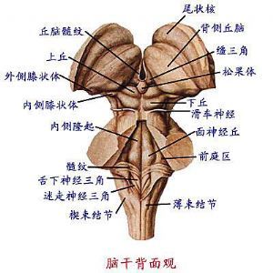 脑干(身体器官)