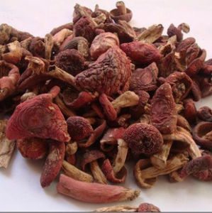 红姑(红菇科红菇属真菌)