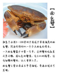 面包蟹(黄道蟹属或馒头蟹属的品种)