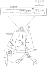 甲状腺激素(身体激素)