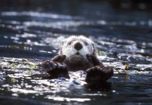海獭(鼬科海獭属动物)