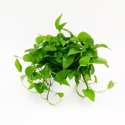 绿植(绿色观赏观叶植物的简称)