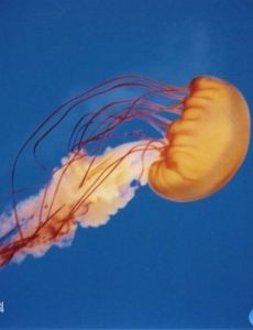 海蜇皮(海蜇制成品)