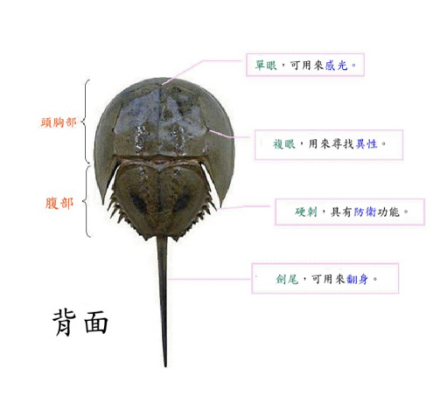 中华鲎(节肢动物)