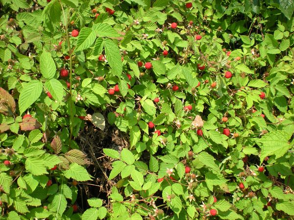 野草莓(蔷薇科草莓属植物)