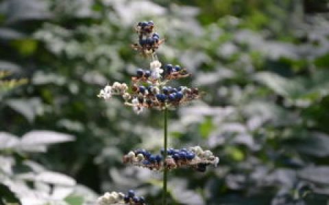 杜若(鸭跖草科杜若属植物)