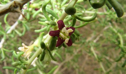 黑枸杞(茄科枸杞属植物)